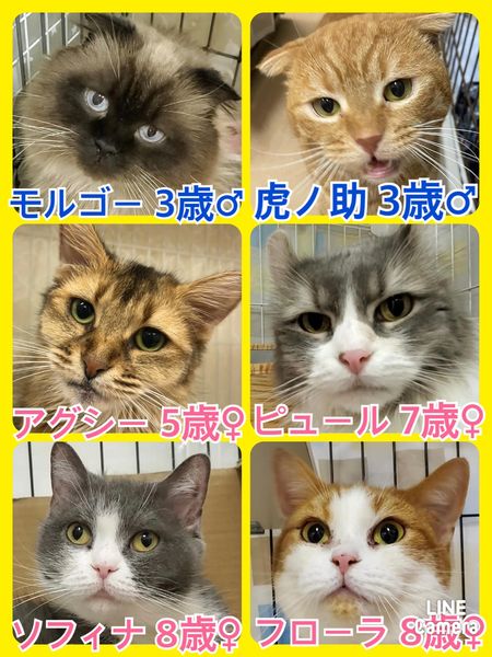 🐾今日の里親様募集中ニャンコ🐱メンバーです🐾2022,3,22【保護犬カフェ天神橋店】